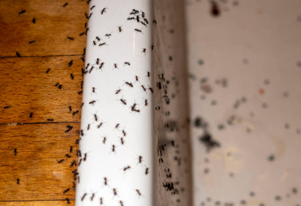 Best Pest Control Near Me in Chicago, IL