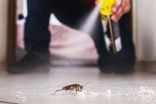 Best Termite Control Services  in Chicago, IL